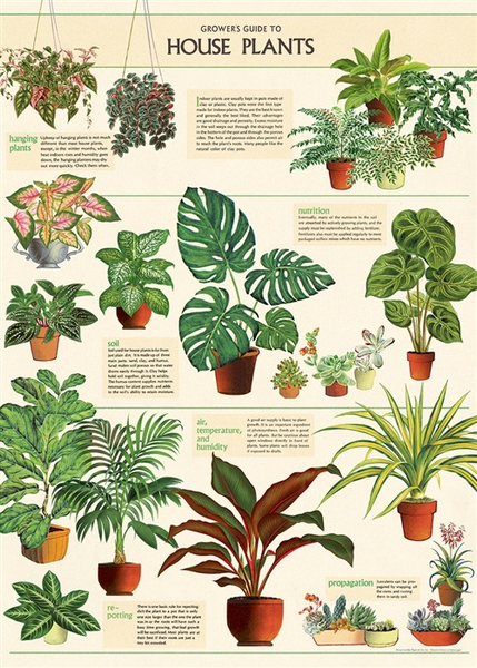 great selection of house plants House Plants Wrap (pick up only) – Wildcard