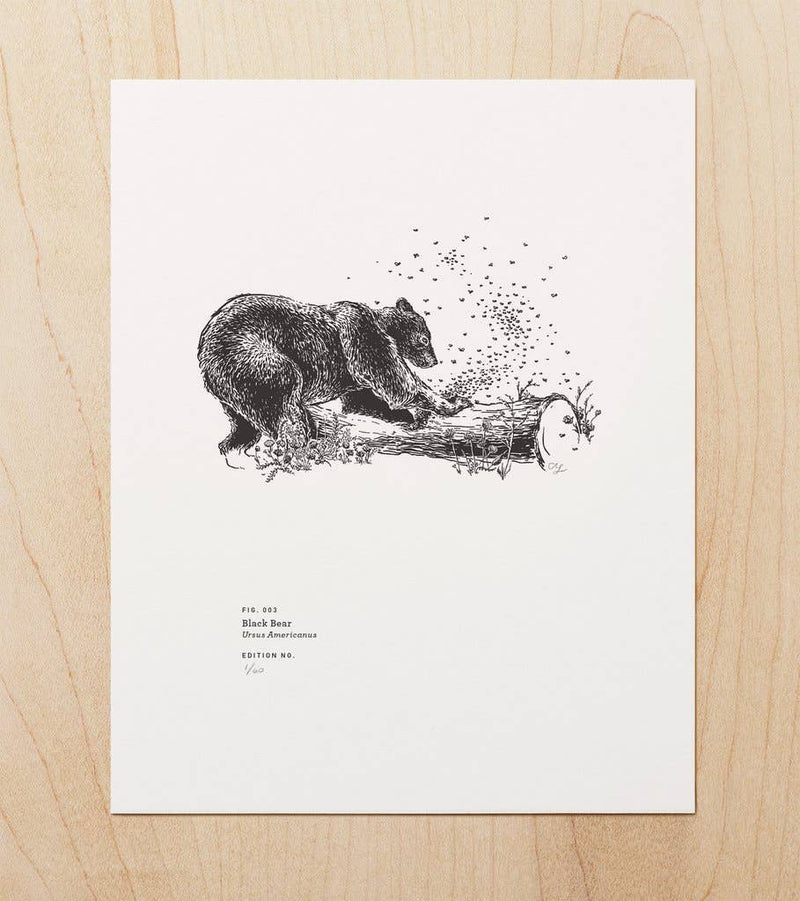 Black Bear Art Print (8x10)