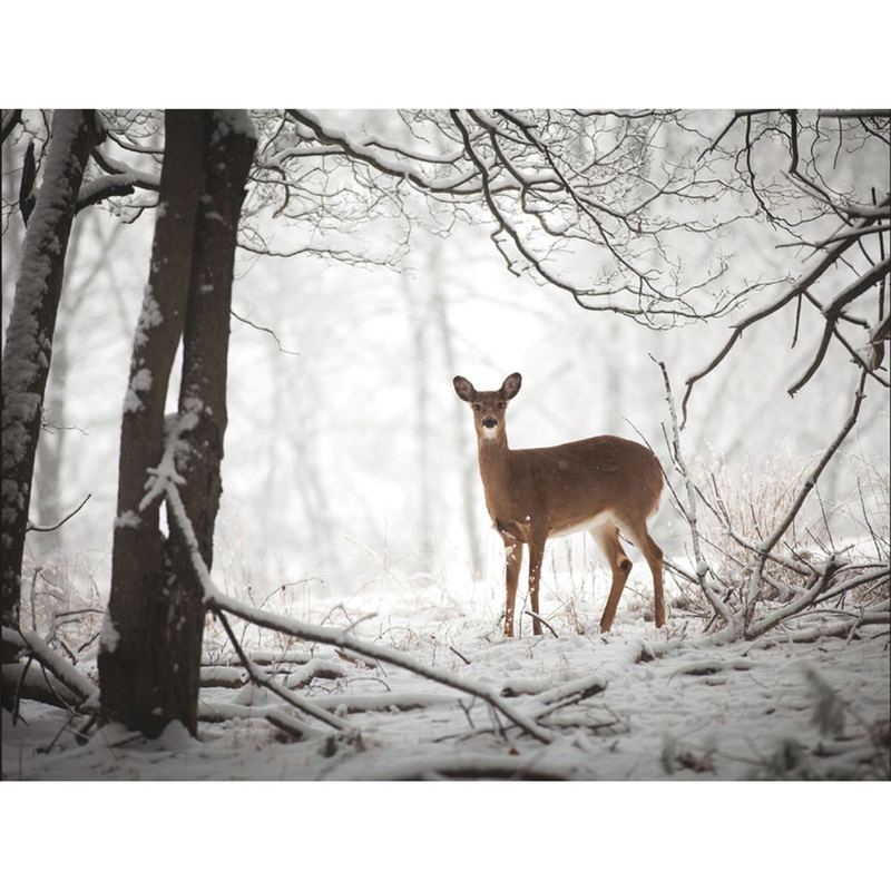 Doe In Forest Boxed Holiday Cards