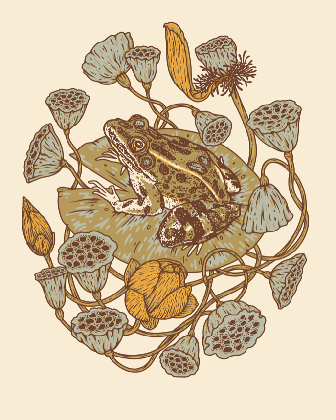 Frog, Lotus Pods, and Lotus Flowers Giclee Print (8x10")