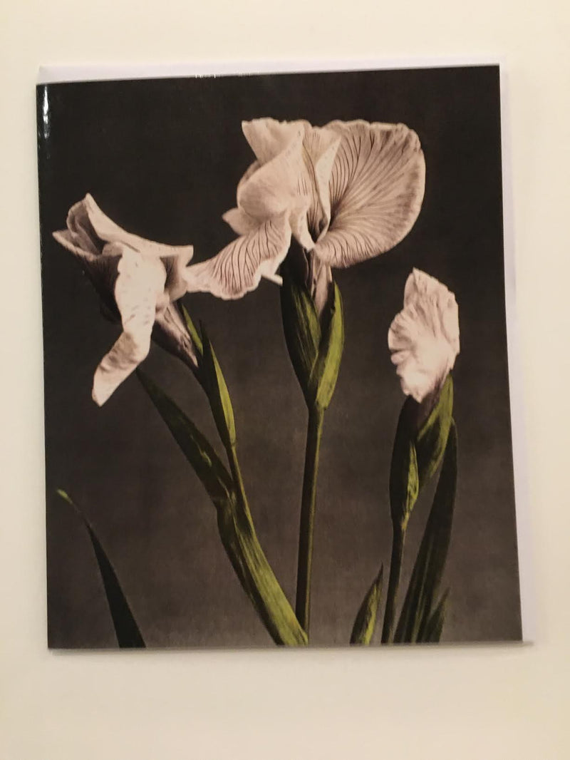 Iris Kaempferi Card