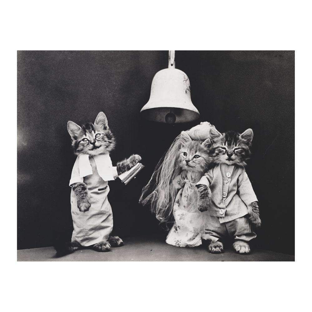 vintage cats wearing clothes
